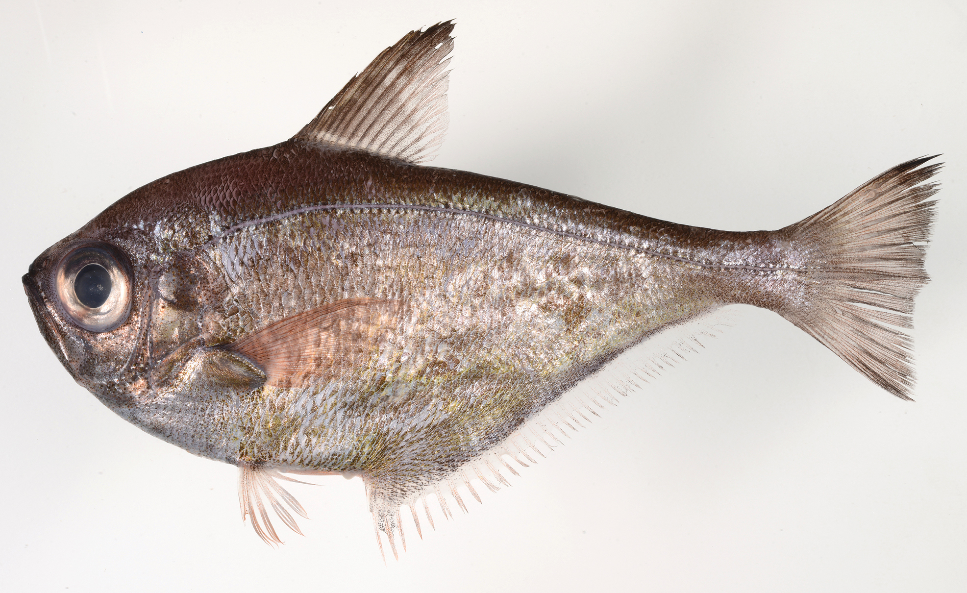 ภาพ ปลา nyctereutes (Pempheris nyctereutes)