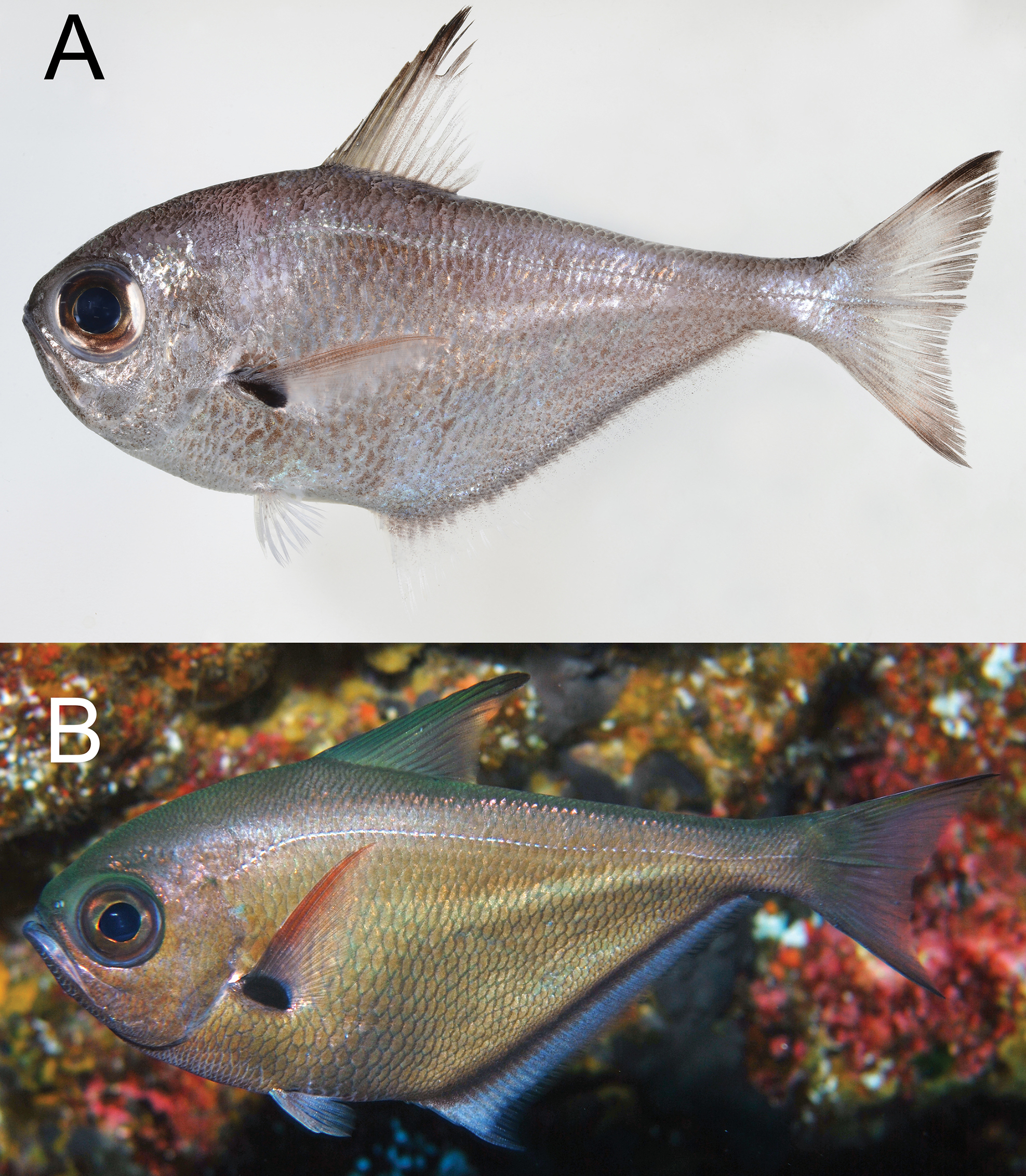 ภาพ ปลา oualensis (Pempheris oualensis)