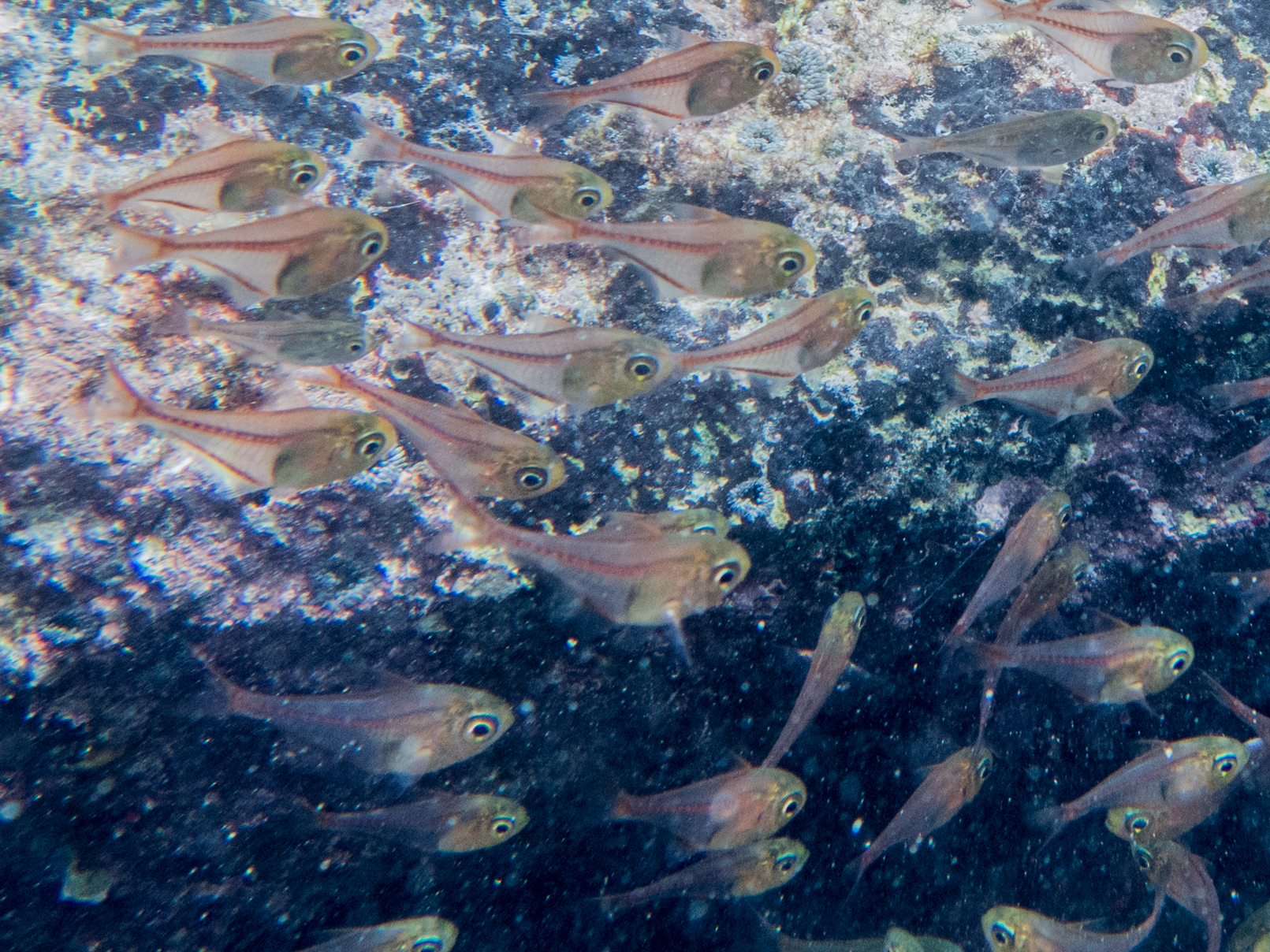 ภาพ ปลา schomburgkii (Pempheris schomburgkii)