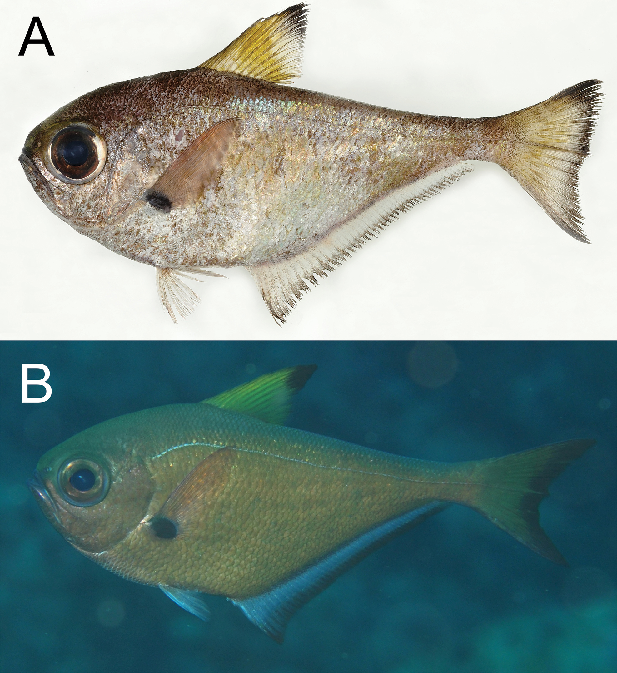 ภาพ ปลา ufuagari (Pempheris ufuagari)