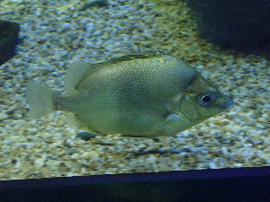 ภาพ ปลา japonicus (Pentaceros japonicus)