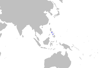 ภาพ ปลา profundicolus (Pentanchus profundicolus)