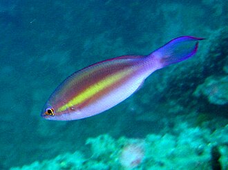 ภาพ ปลา emeryii (Pentapodus emeryii)