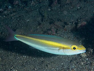 ภาพ ปลา setosus (Pentapodus setosus)