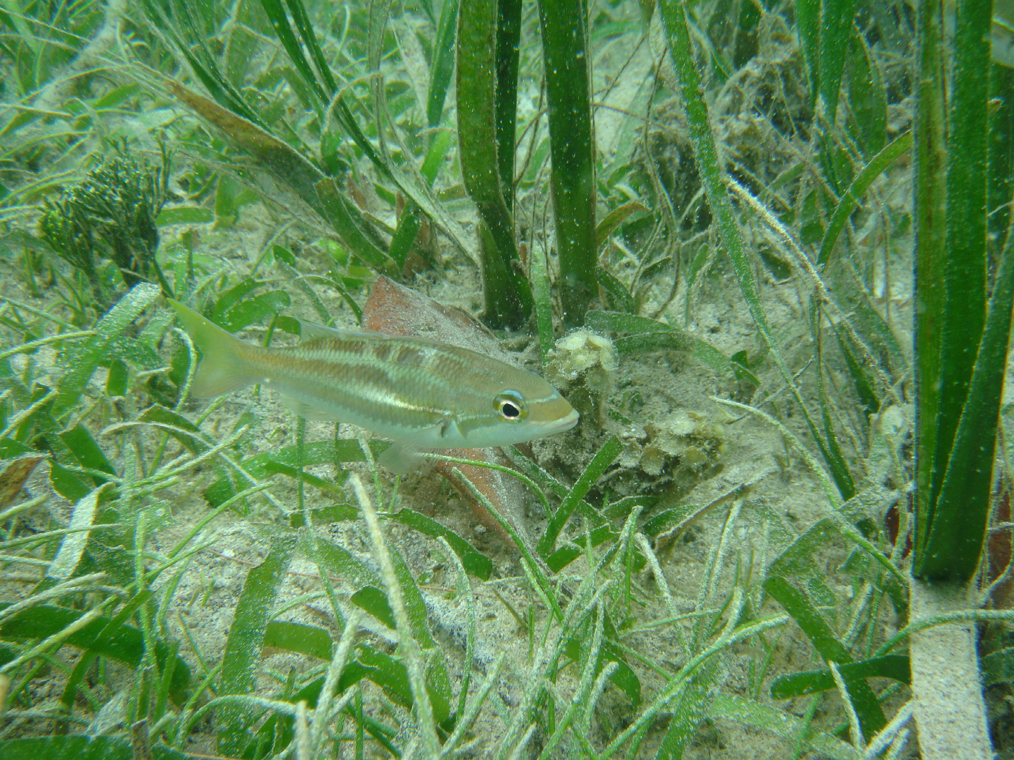 ภาพ ปลา trivittatus (Pentapodus trivittatus)
