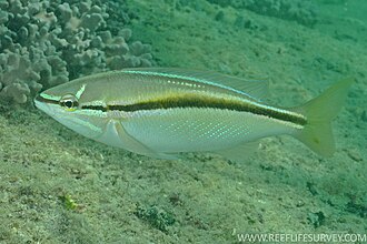 ภาพ ปลา vitta (Pentapodus vitta)