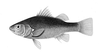 ภาพ ปลา melanops (Percichthys melanops)