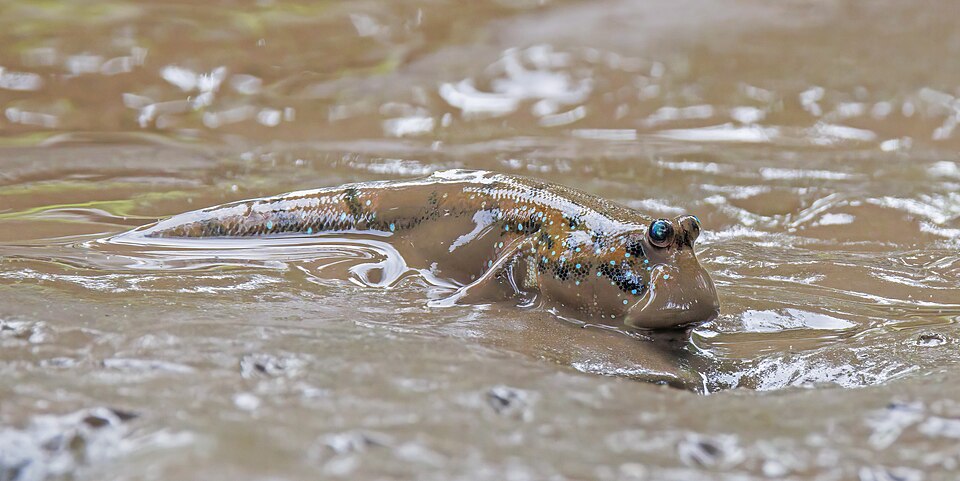 ภาพ ปลากระจัง (Periophthalmodon schlosseri)