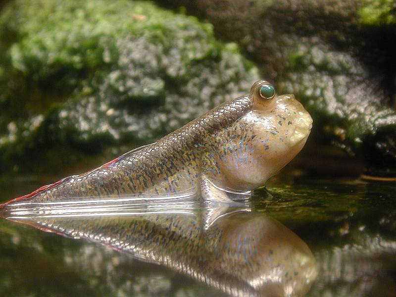 ภาพ ปลาบู่แคระ (Periophthalmodon septemradiatus)