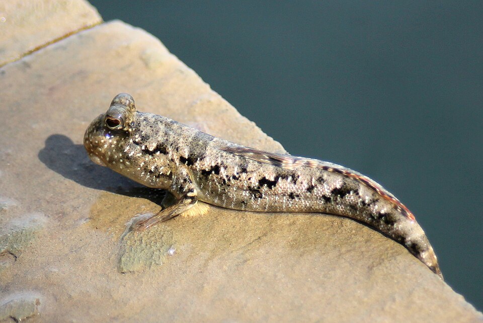 ภาพ ปลาตีนครีบประขาว (Periophthalmus argentilineatus)