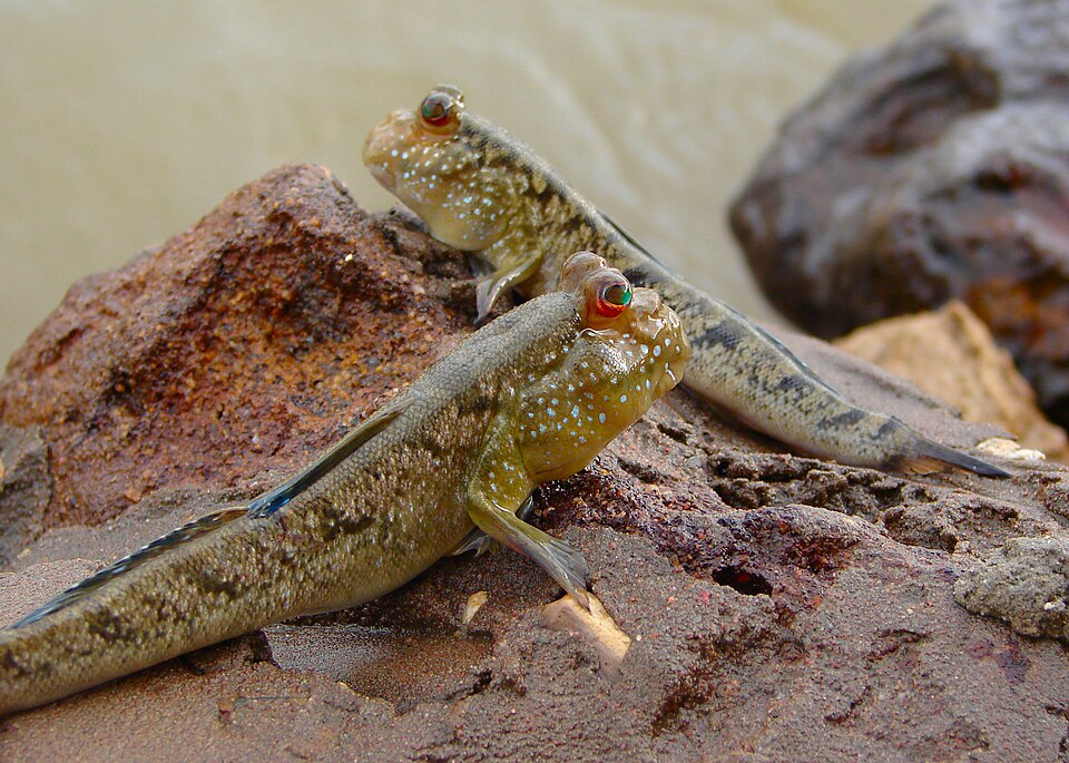 ภาพ ปลาบู่แอตแลนติก (Periophthalmus barbarus)