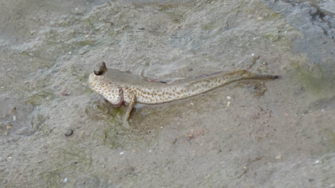 ภาพ ปลาตีนจุดส้ม (Periophthalmus chrysospilos)