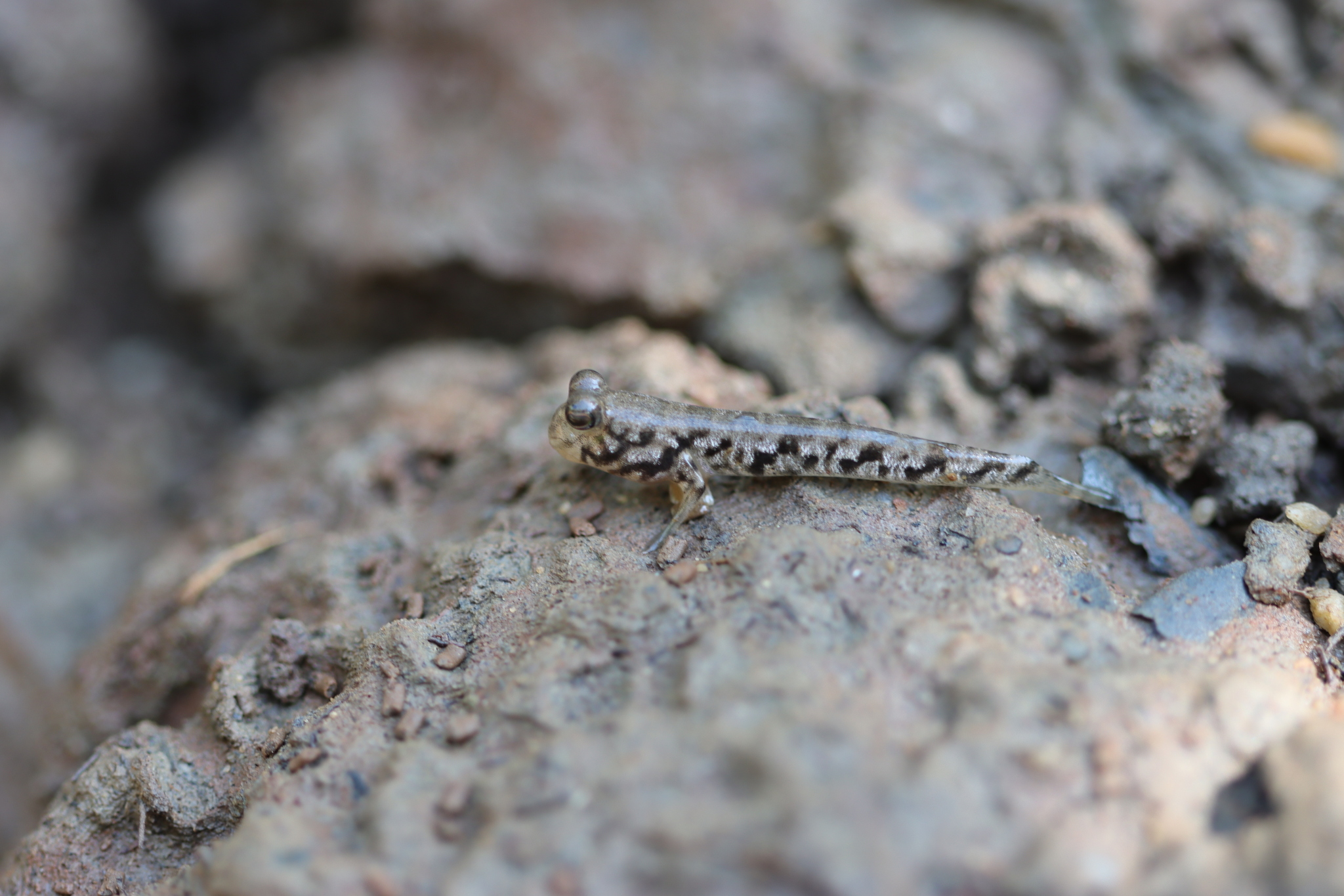 ภาพ ปลาบู่ darwini (Periophthalmus darwini)