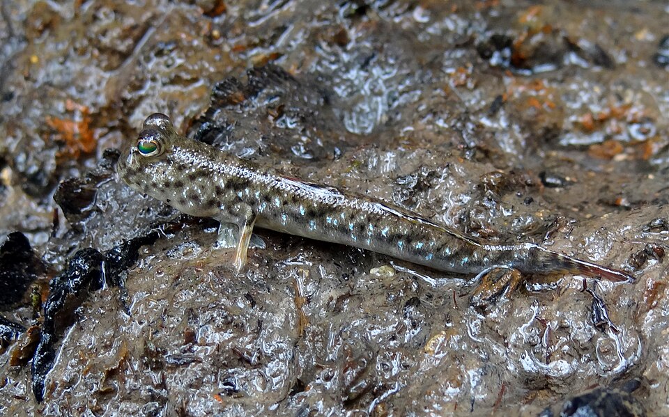 ภาพ ปลาบู่ gracilis (Periophthalmus gracilis)