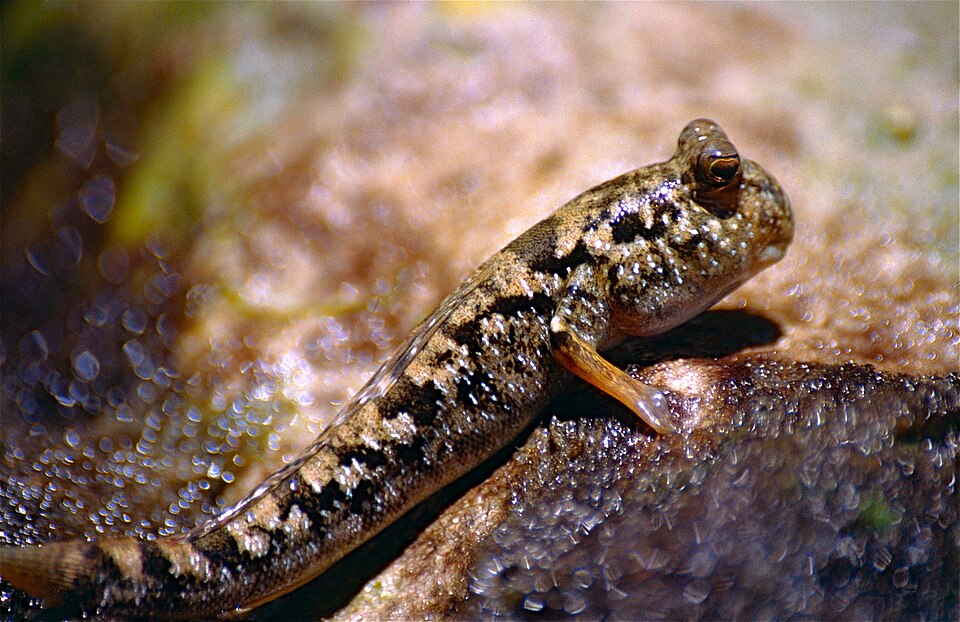 ภาพ ปลาบู่แอฟริกา (Periophthalmus kalolo)
