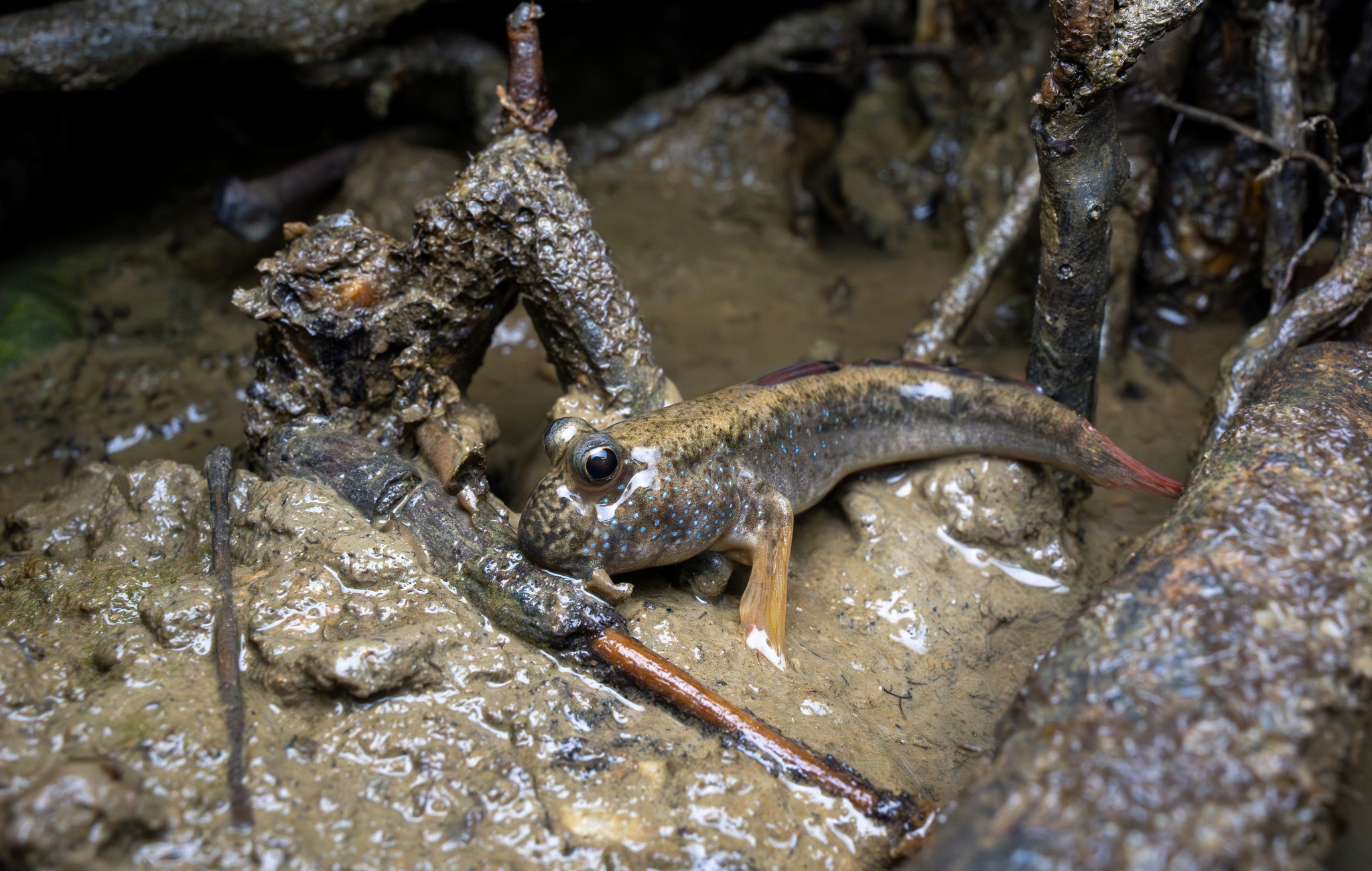 ภาพ ปลาบู่ magnuspinnatus (Periophthalmus magnuspinnatus)