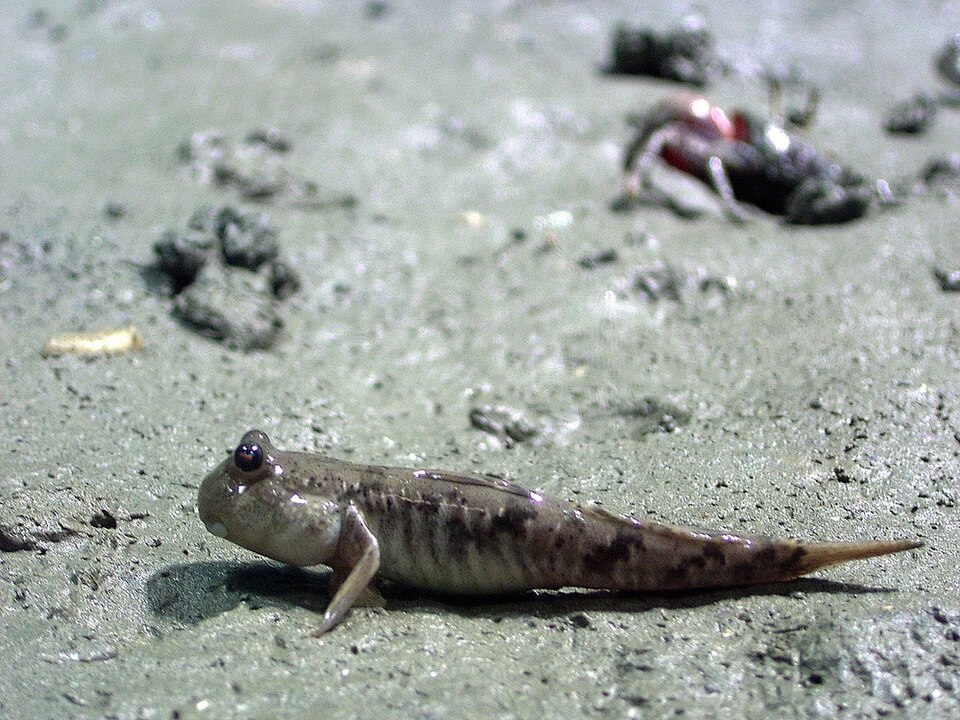 ภาพ ปลาบู่คล้ำ (Periophthalmus modestus)