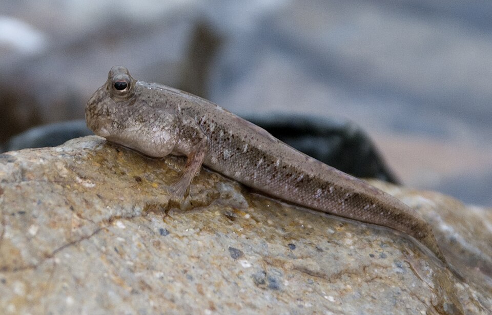 ภาพ ปลาบู่ novaeguineaensis (Periophthalmus novaeguineaensis)