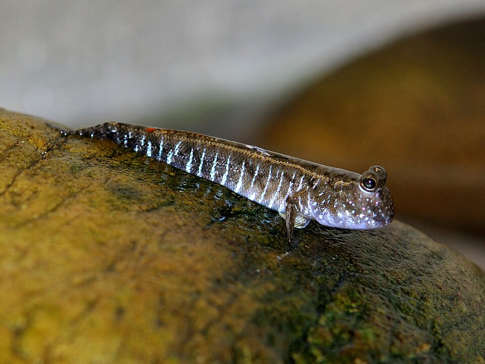 ภาพ ปลาตีนเล็ก (Periophthalmus novemradiatus)