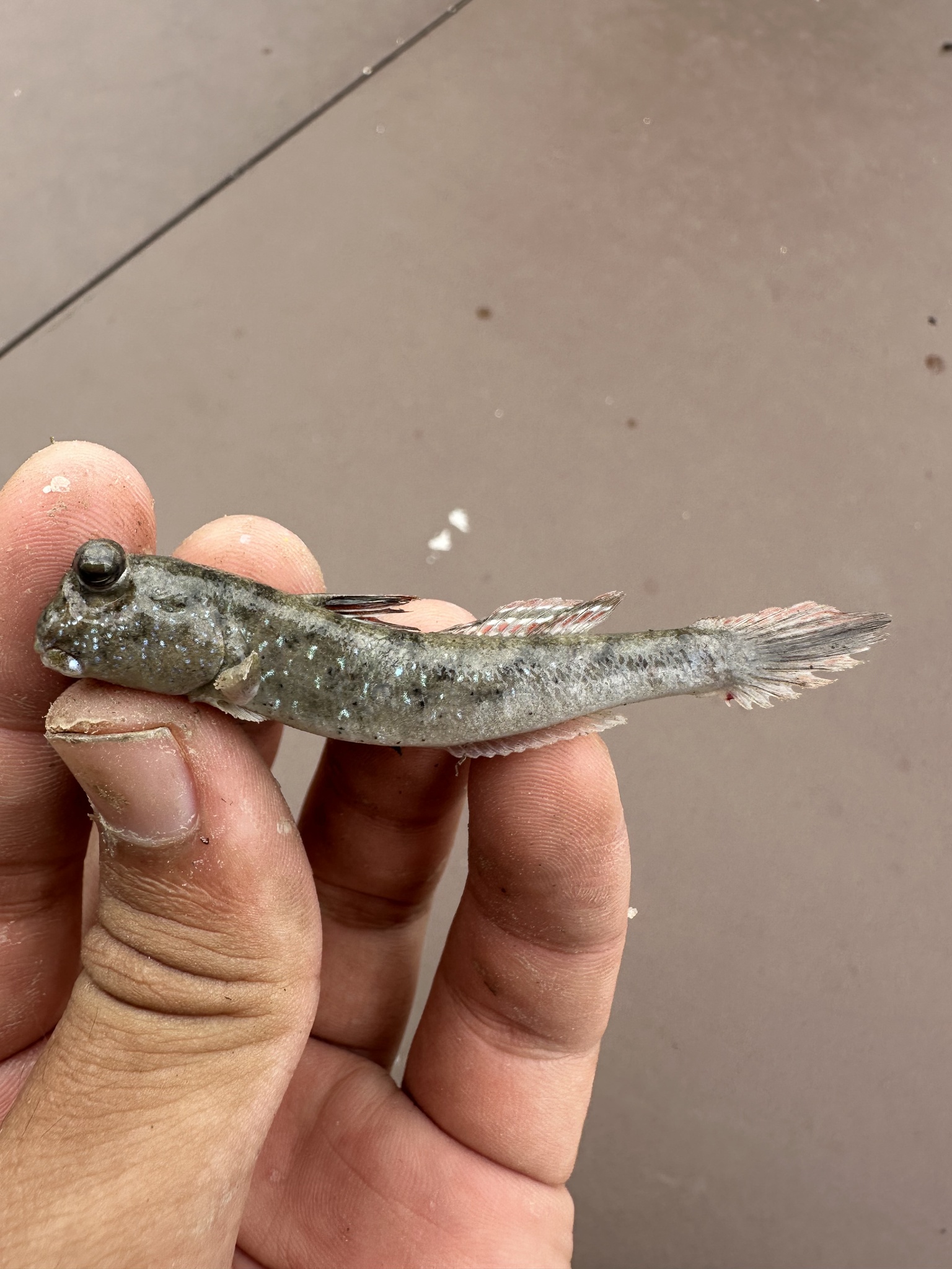 ภาพ ปลาบู่ spilotus (Periophthalmus spilotus)