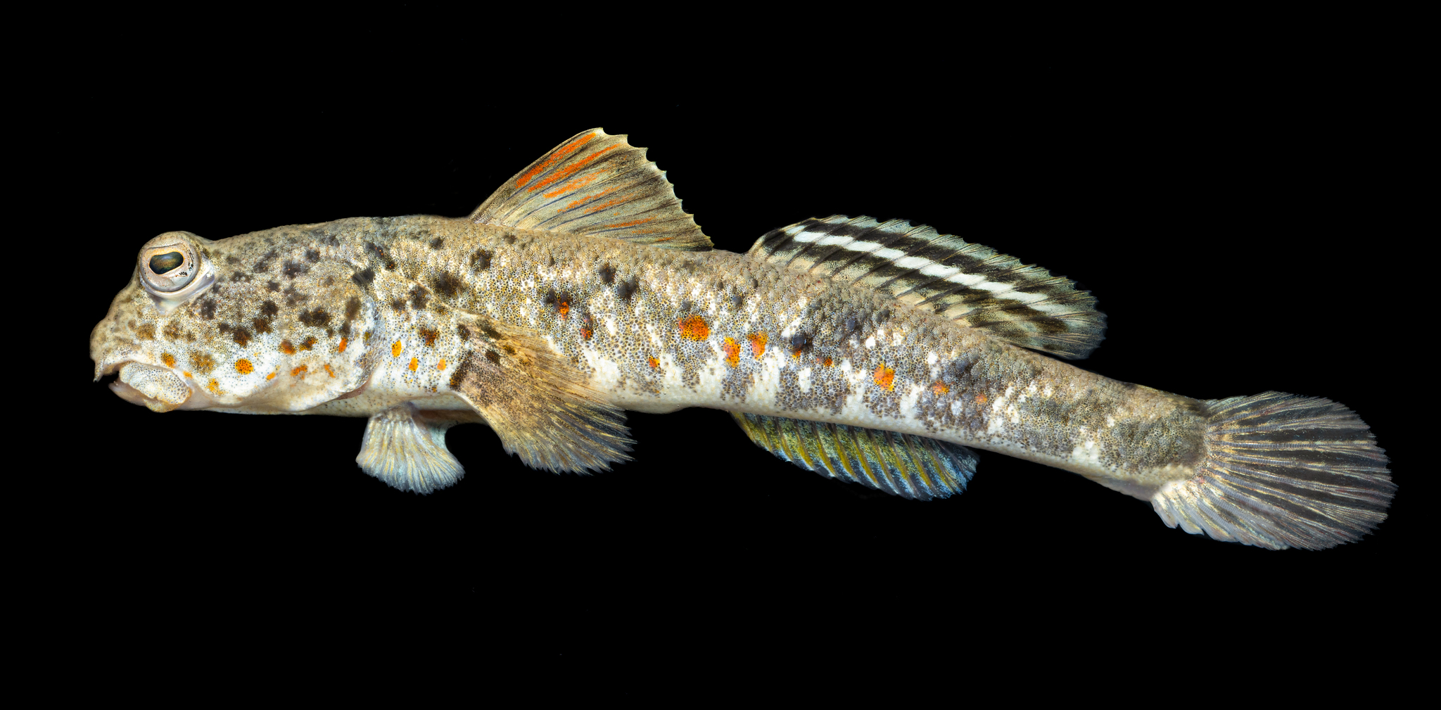ภาพ ปลาบู่ takita (Periophthalmus takita)