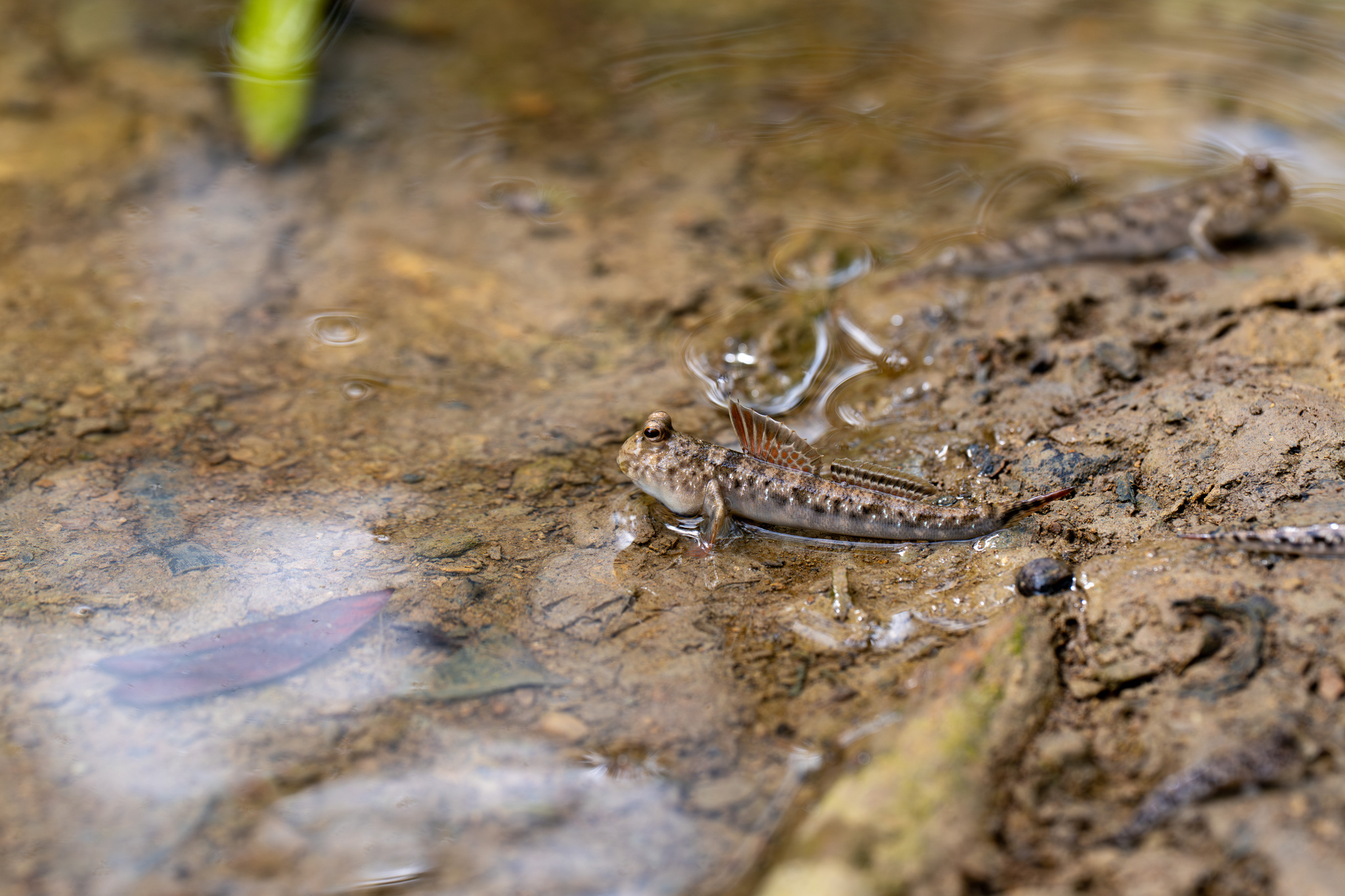 ภาพ ปลาตีนเล็กลายกระ (Periophthalmus variabilis)