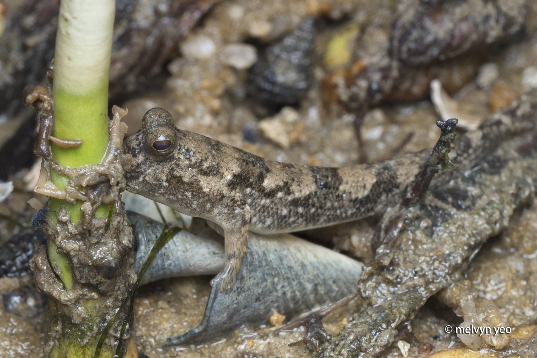 ภาพ ปลาจุมพรวดวลัยลักษณ์ (Periophthalmus walailakae)