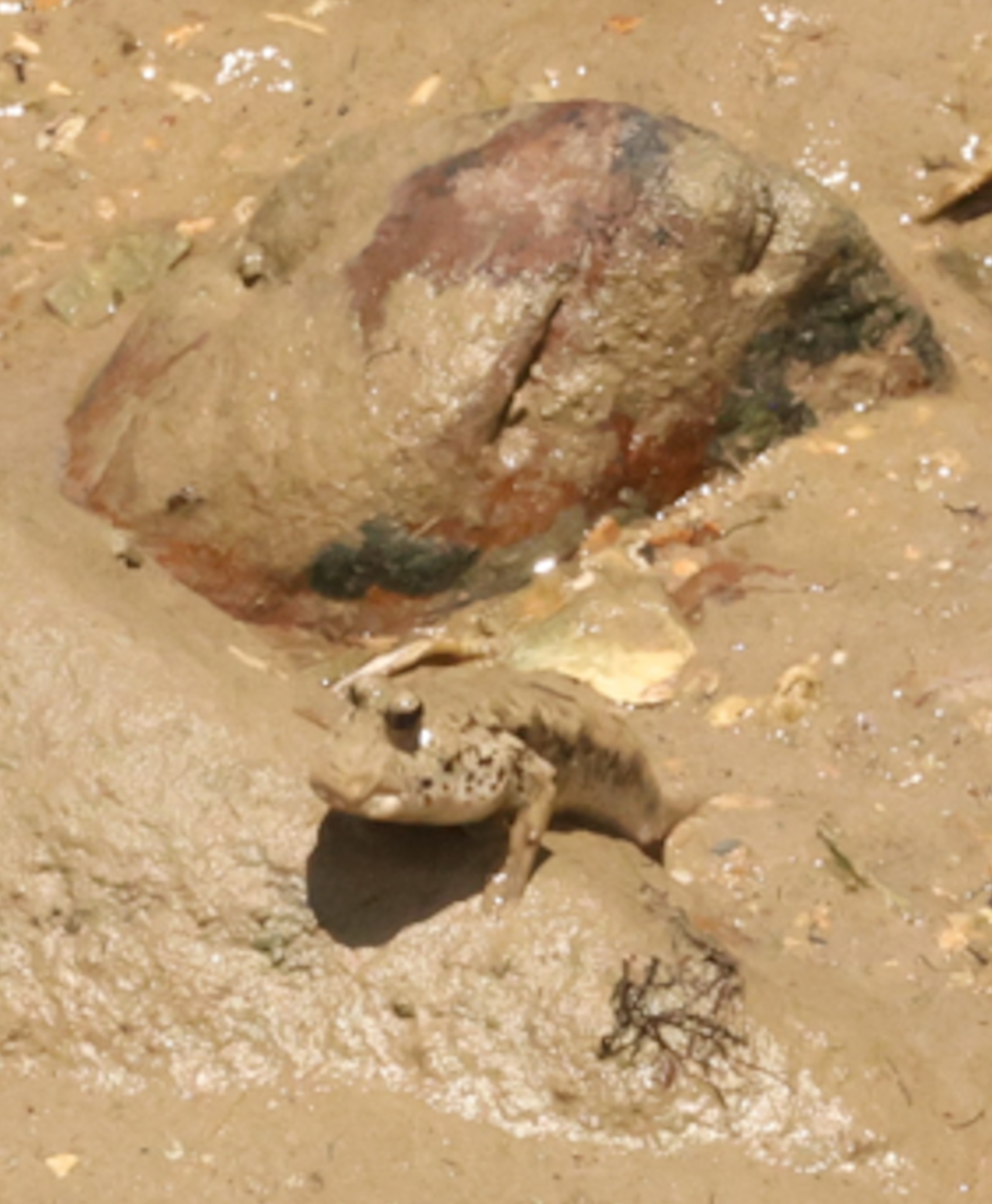 ภาพ ปลาบู่ weberi (Periophthalmus weberi)