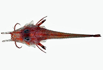 ภาพ ปลา greyae (Peristedion greyae)