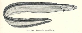 ภาพ ปลา anguillaris (Peronedys anguillaris)