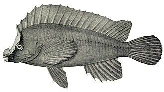 ภาพ ปลา leucometopon (Perryena leucometopon)