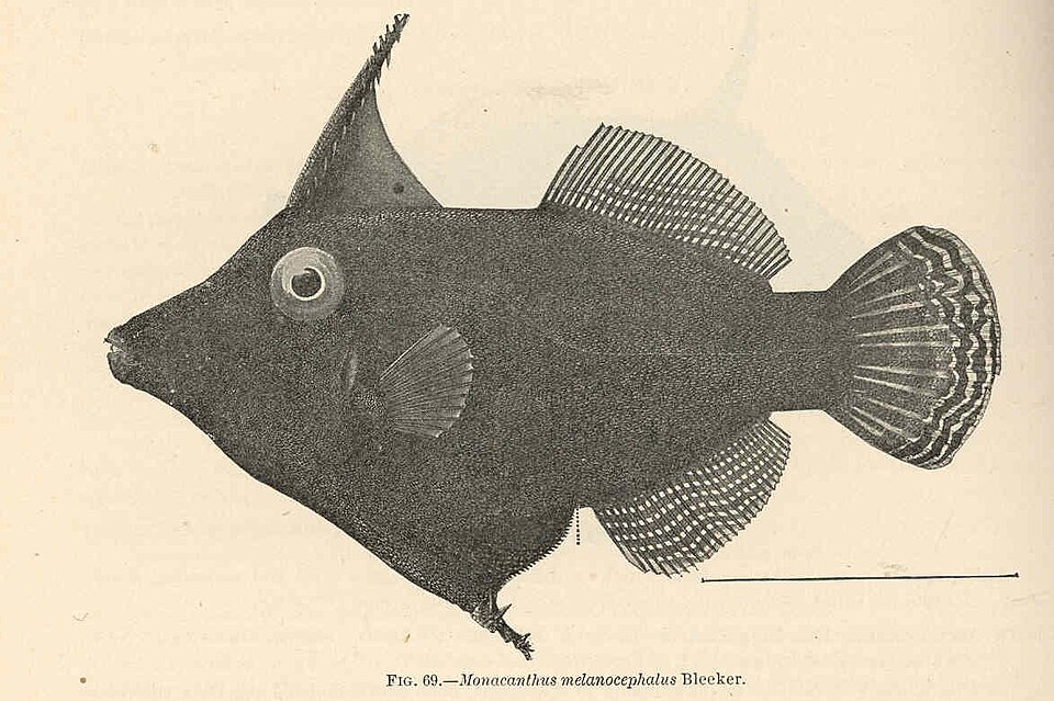 ภาพ ปลาวัวหนังดำ (Pervagor melanocephalus)