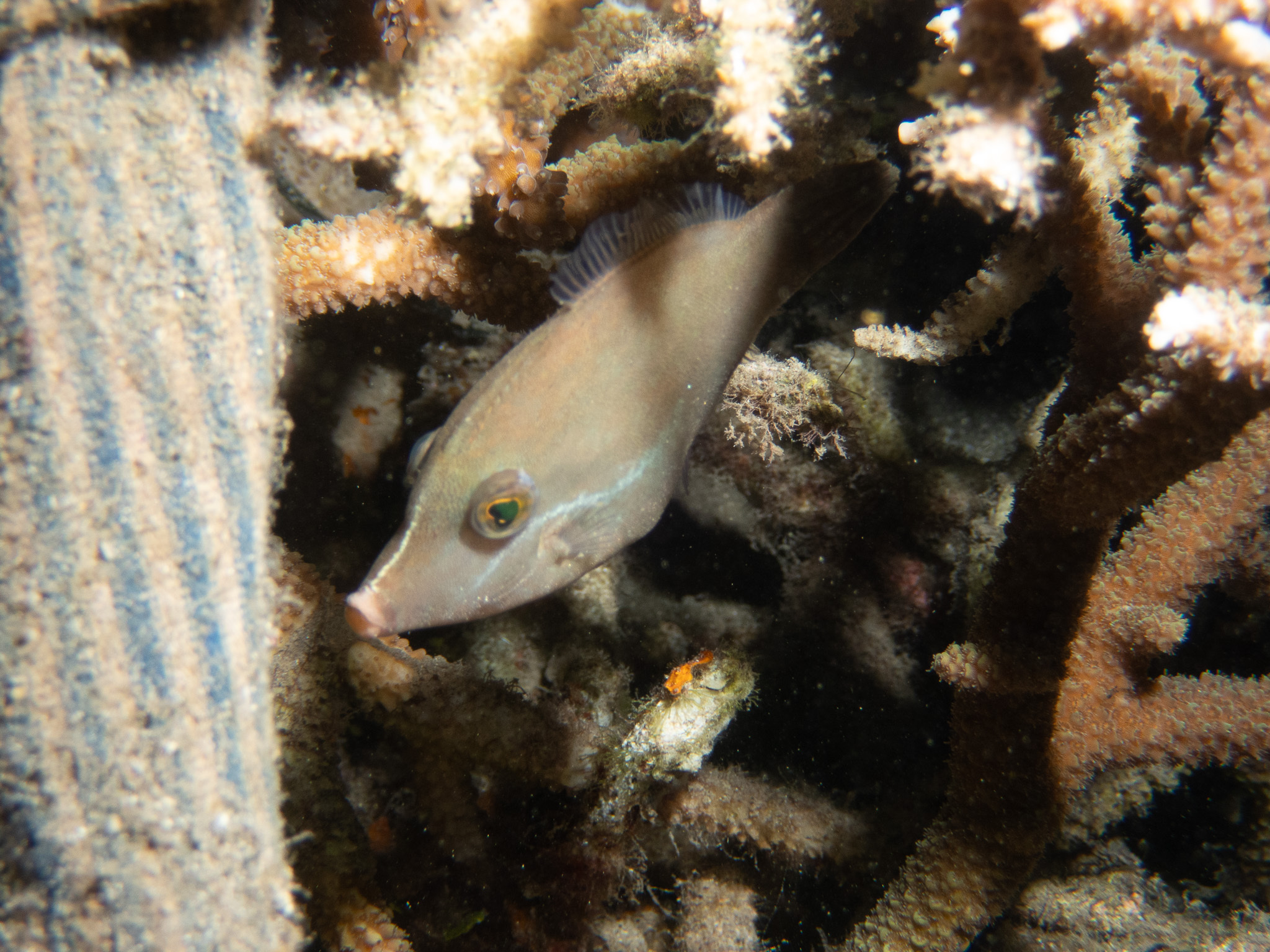 ภาพ ปลาวัวหนังดำลายเส้น (Pervagor nigrolineatus)