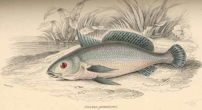 ภาพ ปลาจวด grunniens (Petilipinnis grunniens)