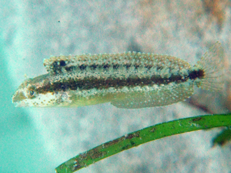 ภาพ ปลาตั๊กแตนหินอาระเบีย (Petroscirtes ancylodon)