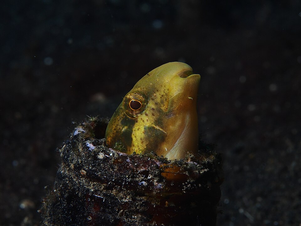 ภาพ ปลาตั๊กแตนหิน fallax (Petroscirtes fallax)
