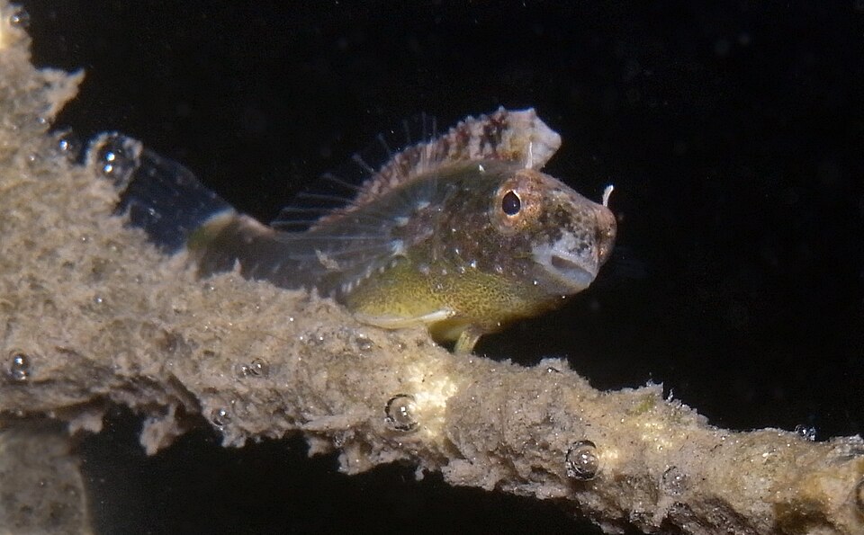 ภาพ ปลาตั๊กแตนหินน้ำตาลเขี้ยวดาบตั๊กแตนหิน (Petroscirtes lupus)