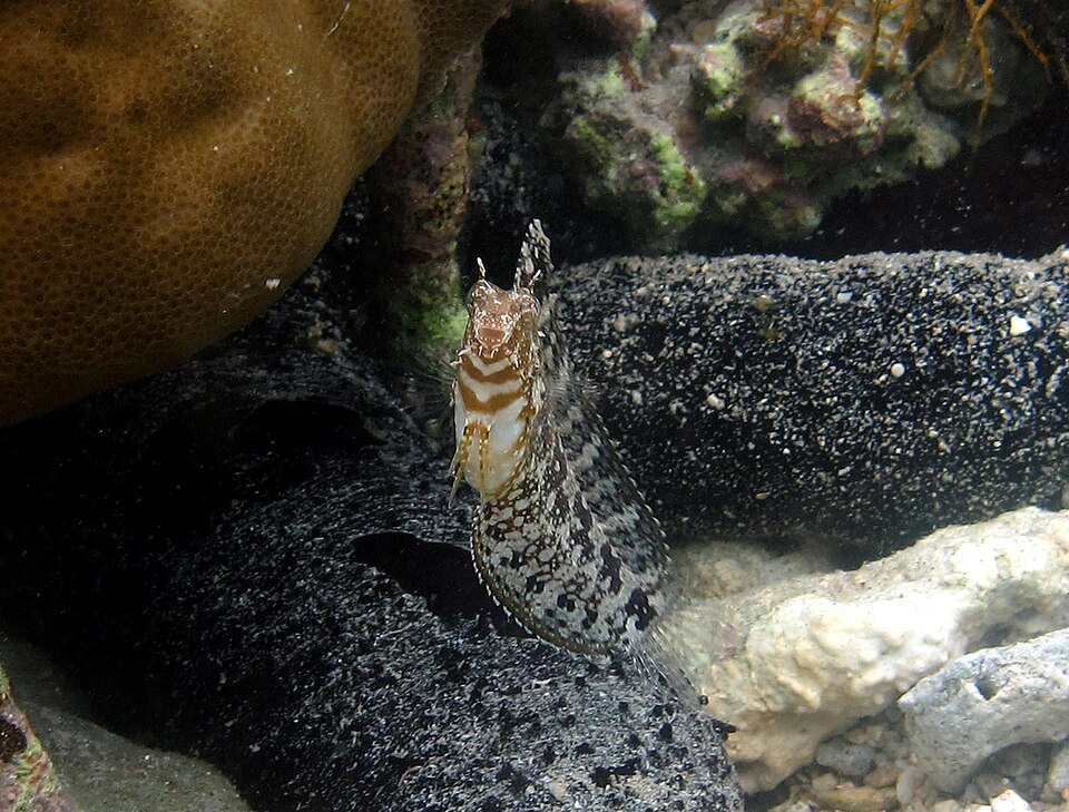 ภาพ ปลาตั๊กแตนหินมีหงอน (Petroscirtes mitratus)