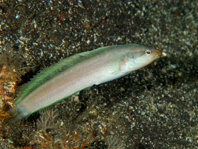 ภาพ ปลาตั๊กแตนหิน springeri (Petroscirtes springeri)