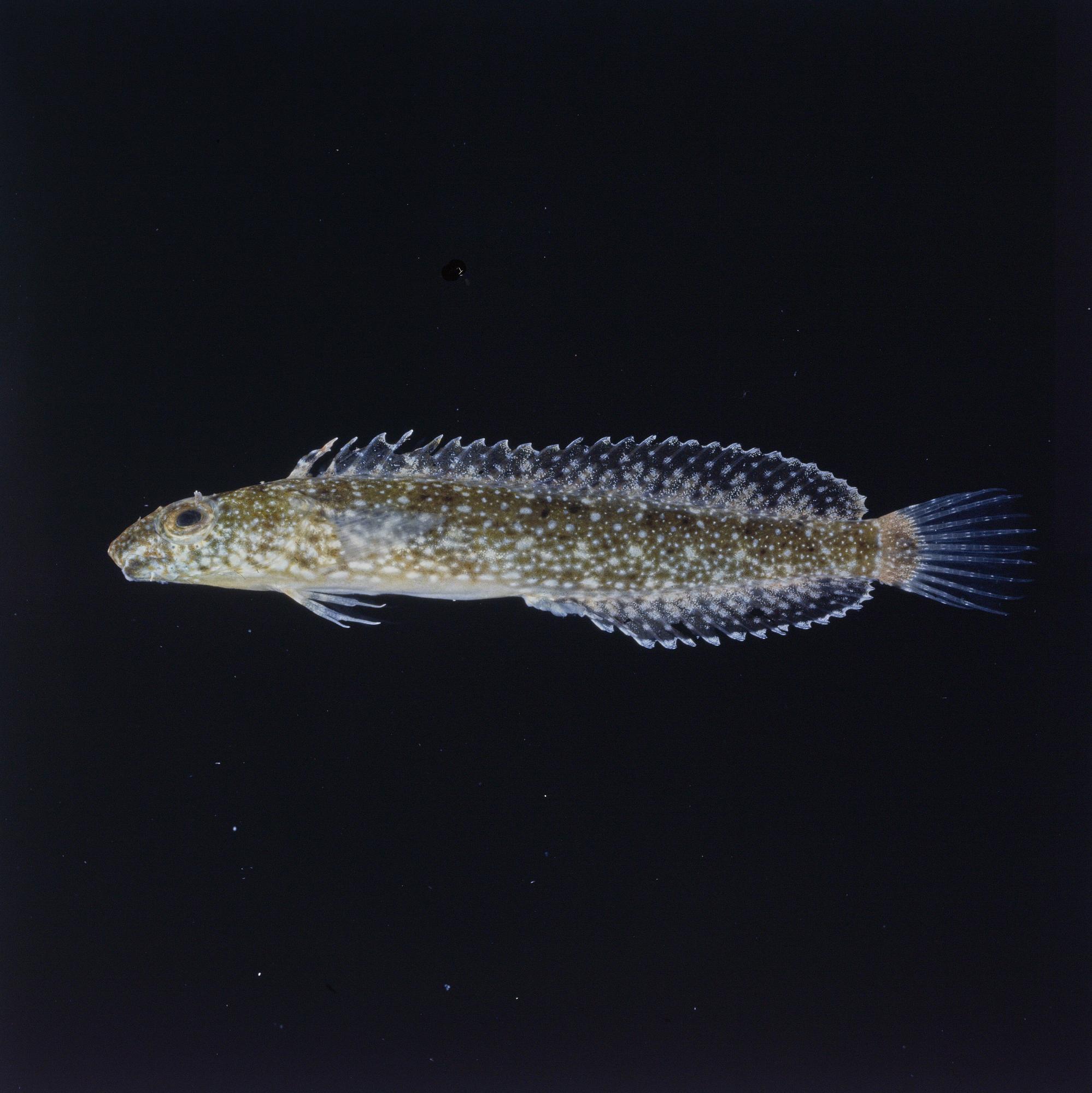 ภาพ ปลาตั๊กแตนหิน thepassii (Petroscirtes thepassii)