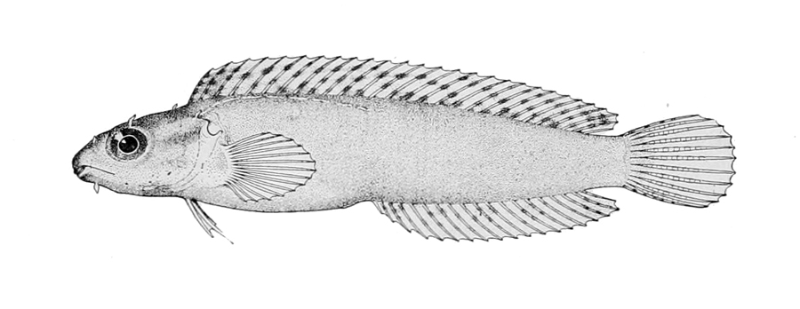 ภาพ ปลาตั๊กแตนหินตั๊กแตนหิน (Petroscirtes variabilis)