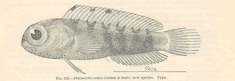 ภาพ ปลาตั๊กแตนหินตั๊กแตนหิน (Petroscirtes xestus)