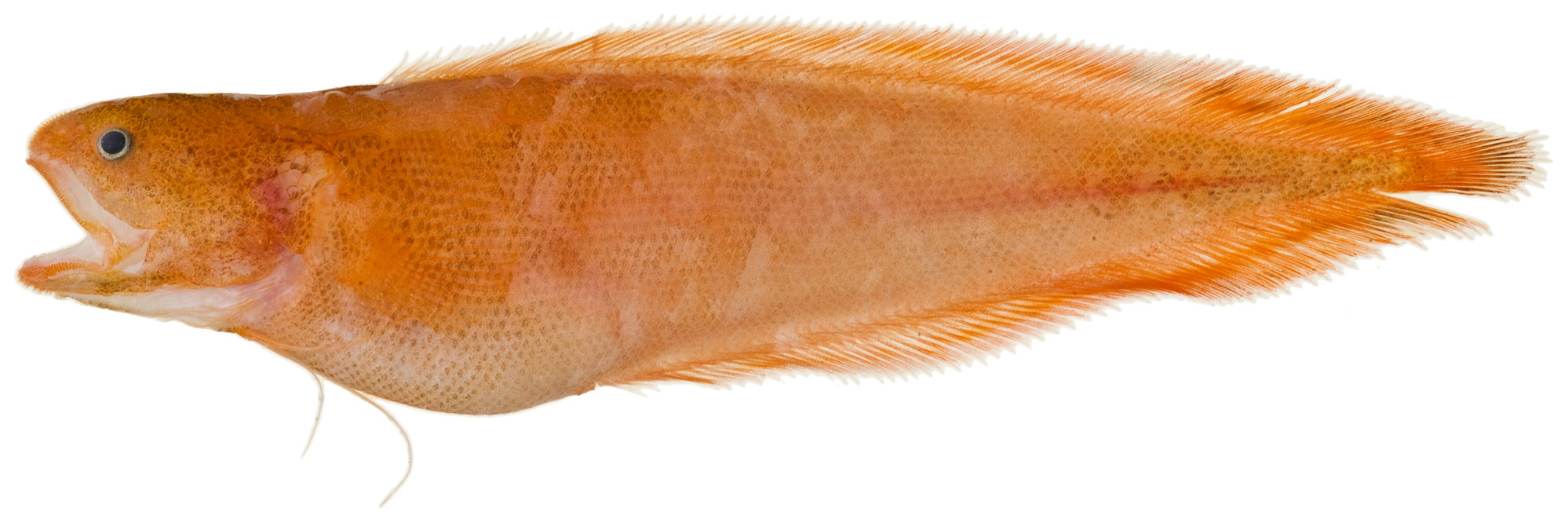 ภาพ ปลา sanguineus (Petrotyx sanguineus)