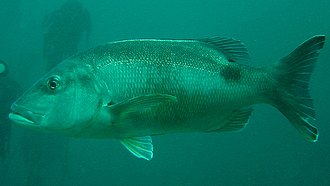 ภาพ ปลา rupestris (Petrus rupestris)