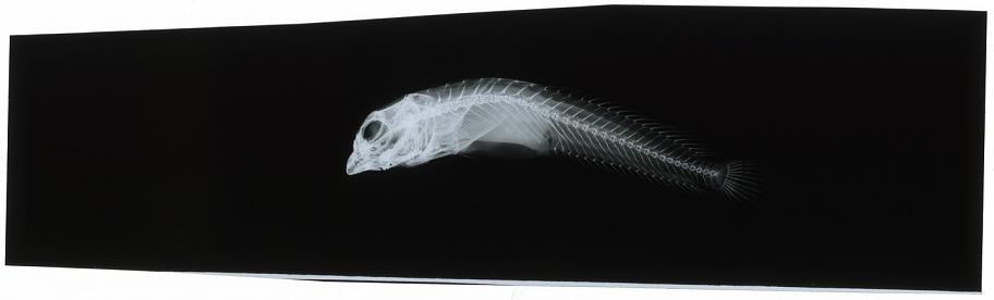 ภาพ ปลาตั๊กแตนหินน้ำจืดตั๊กแตนหิน (Phenablennius heyligeri)