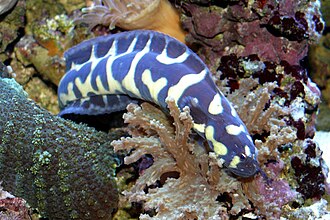 ภาพ ปลา leucotaenia (Pholidichthys leucotaenia)
