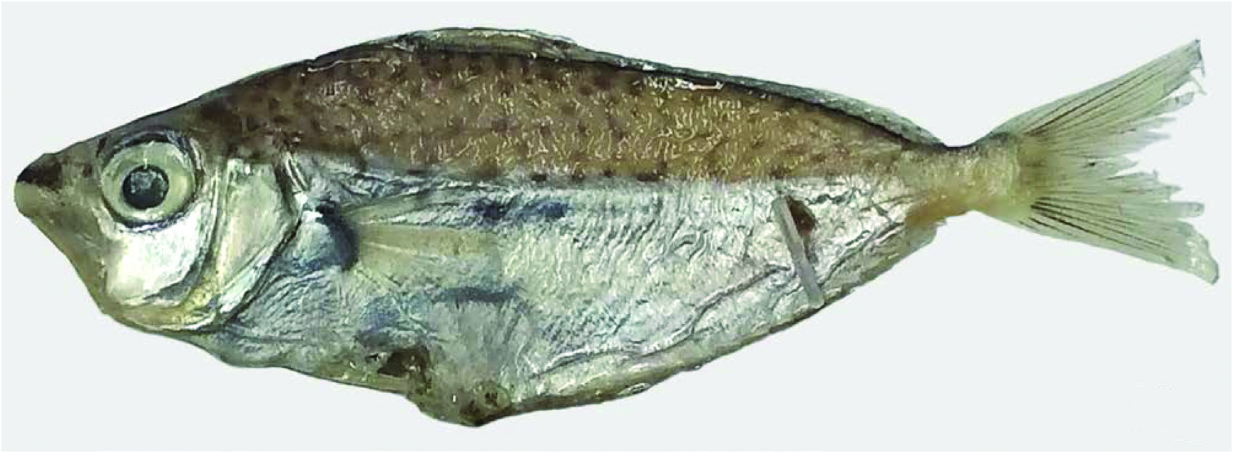ภาพ ปลา polyfenestrus (Photolateralis polyfenestrus)