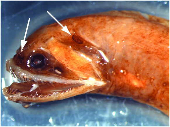 ภาพ ปลา achirus (Photonectes achirus)