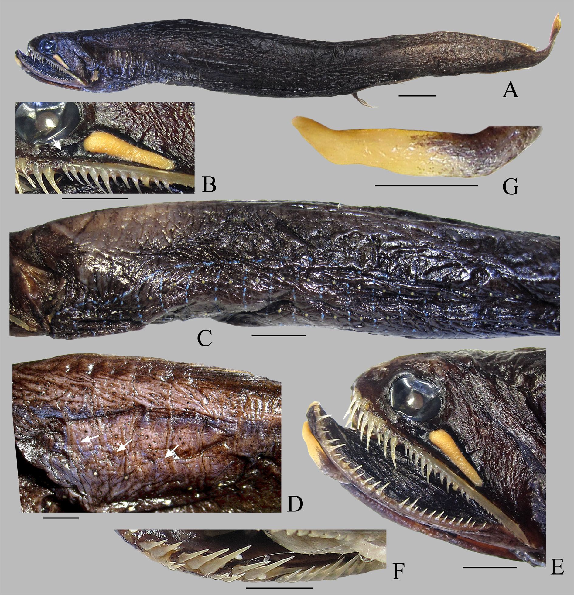 ภาพ ปลา cyanogrammicus (Photonectes cyanogrammicus)