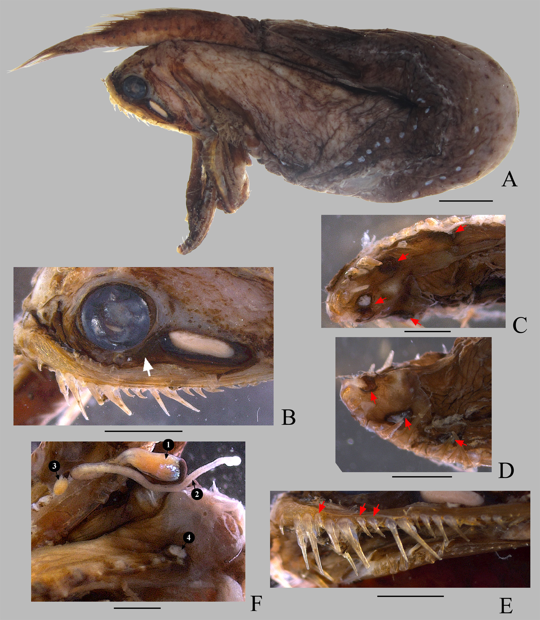ภาพ ปลา mirabilis (Photonectes mirabilis)